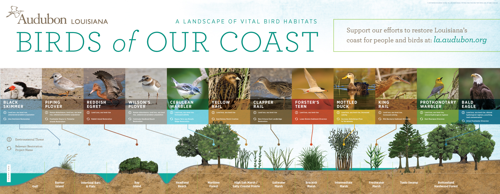 Audubon Birds of our Coast Infographic - Deep Fried